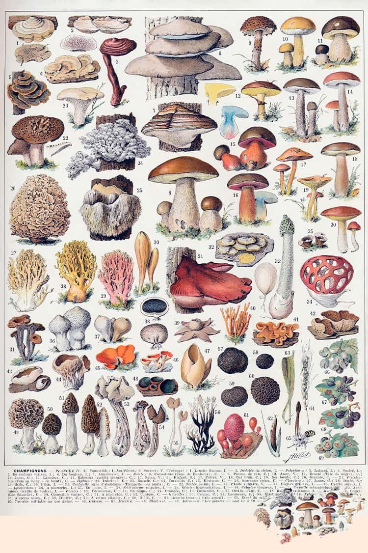 1000 Jigsaw Puzzle-Kibifufu-Mushroom Illustrations