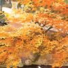 Toi-300pcs Jigsaw Puzzle-Crimson Maples Reflecting in the Garden