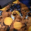 Lizzle-Irregular Cut 500 Piece Puzzle-Lantern Weave