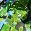 Botop-Spring (4) Botop-1000pcs Jigsaw Puzzle-Spring