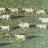 TuTuDingDang-1000 Piece-Flocks of Sheep on the Prairie