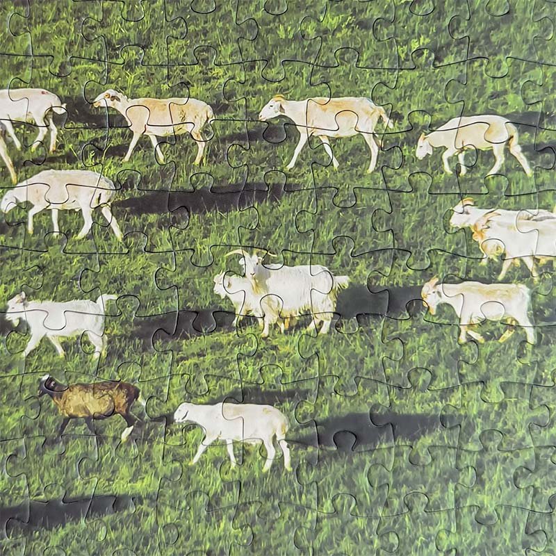 TuTuDingDang-1000 Piece-Flocks of Sheep on the Prairie