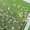TuTuDingDang-1000 Piece-Flocks of Sheep on the Prairie