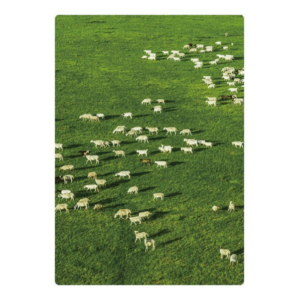 TuTuDingDang-1000 Piece-Flocks of Sheep on the Prairie