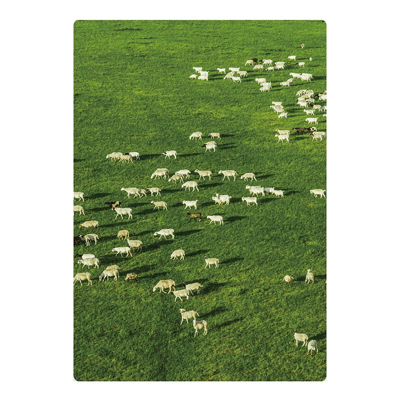 TuTuDingDang-1000 Piece-Flocks of Sheep on the Prairie