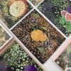Fortune Fruits (2) TuTuDingDang-100pcs Irregular Cut Jigsaw Puzzle-Apple